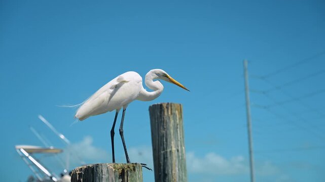 Great egret perched on wooden dock post in Key West. White great egret standing on weathered wooden dock post at marina with blue sky background, side profile in daylight.