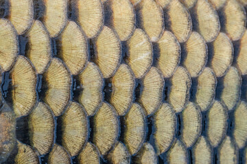 Close up macro of carp fish scales creating natural pattern texture. Abstract aquatic background with repeating shapes. © Gatis