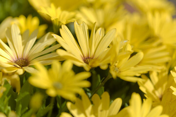 Obraz premium flowering Osteospermum, African daisy natural floral background