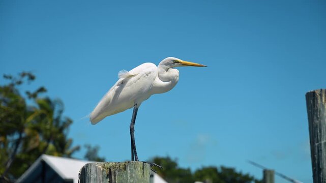Great egret standing on dock piling near marina. White egret perched on wooden piling with blurred tropical background and clear blue sky in Key West Florida.
