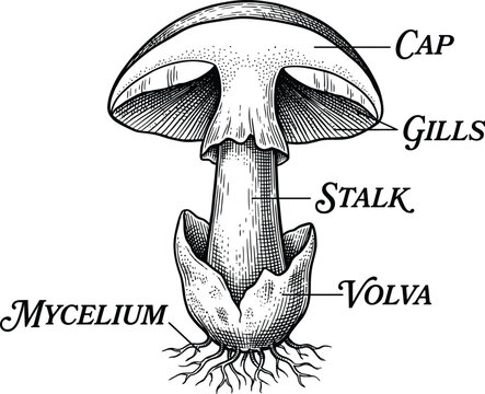 Vintage botanical prints detailed mushroom illustration with scientific labels 1800s style