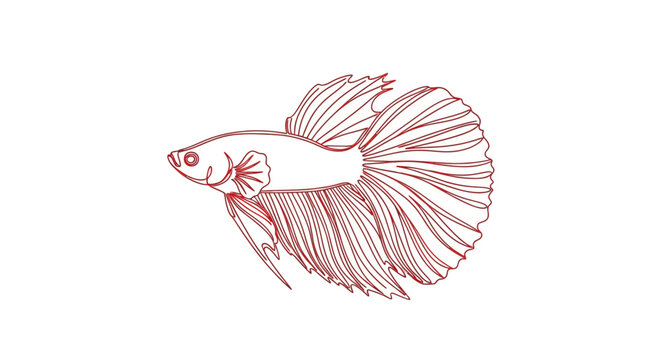 Elegant red Betta fish line art illustration.