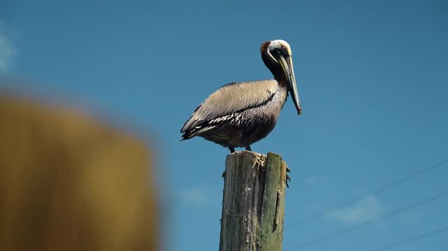 Brown pelican perched on wooden post. Single brown pelican sitting on weathered wooden post against clear blue sky in Key West Florida.