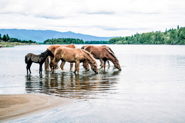 Naklejka premium Herd of horses grazes freely outside, horse drinks water from river