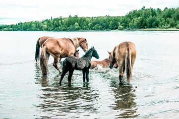 Obraz premium Herd of horses grazes freely outside, horse drinks water from river