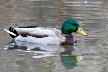 Fototapeta premium Mallard duck swimming in a pond