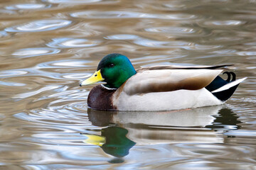 Obraz premium Mallard duck swimming in a pond