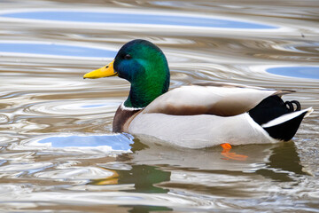Obraz premium Mallard duck swimming in a pond