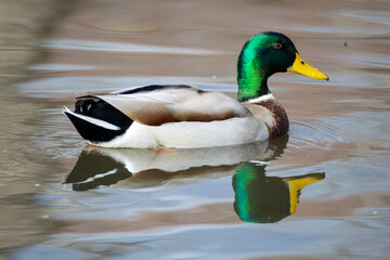 Obraz premium Mallard duck swimming in a pond