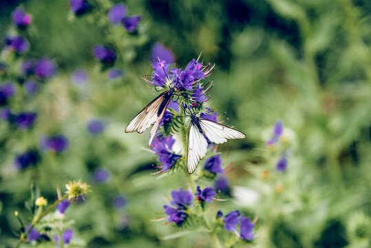 Butterfly Black-veined White sit on flower collecting pollen, pollination plant