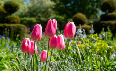Obraz premium Colourful tulips amidst other spring flowers at Eastcote House Gardens, historic walled garden maintained by a community of volunteers in the London Borough of Hillingdon. 