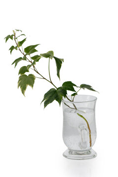 Minimalist Ivy Cutting in Glass Mug on White Background