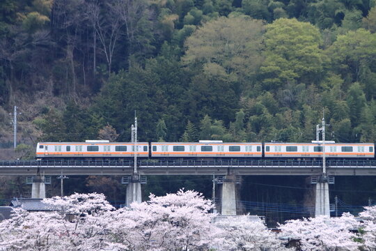 眼下に咲き誇る桜に見送られて早朝の中央東線を走行するE233系電車_2026/4/11撮影