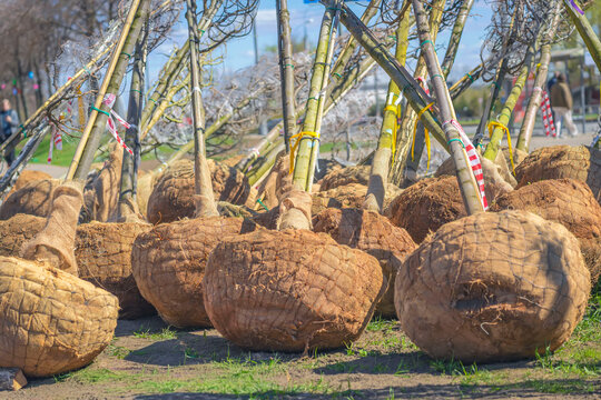 Tree saplings with root balls wrapped in burlap are prepared for planting at urban spring landscaping. Concept of tree planting, nursery supply, city greening project