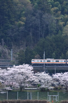 眼下に咲き誇る桜に見送られて早朝の中央東線を走行するE233系電車_2026/4/11撮影