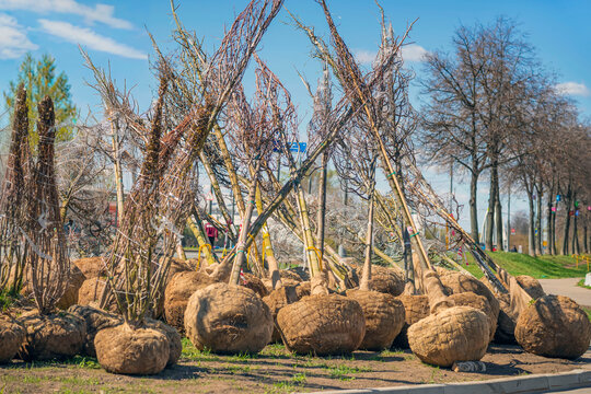 Tree planting with wrapped root balls and bare branches placed near city road for landscaping project and Earth day campaign. Concept of tree planting, ecology, environment care