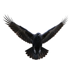 Fototapeta premium Adult raven in mid-flight with glossy black feathers and spread wings, captured against a transparent backdrop, creating a sense of ancient mystery atmosphere
