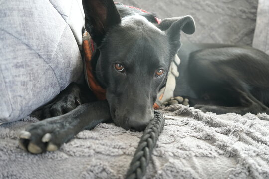 baloo pensativo