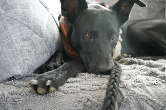 baloo pensativo