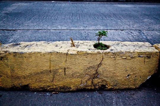 a plant growing in the asphalt