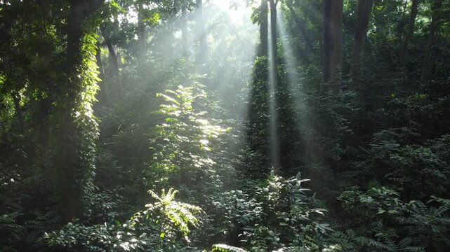 Soft sunlight penetrates the forest canopy, creating a mysterious atmosphere. Cifor, IPB University research forest, Bogor, Indonesia.