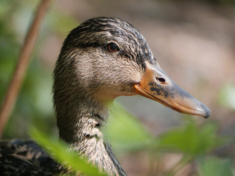 Mallard duck at Fishtrap Creek Park during a spring season in Abbotsford, British Columbia, Canada