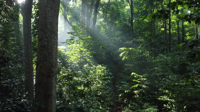 A misty tropical rainforest in the morning. The camera moves through trees, bushes, and paths among the jungle plants.