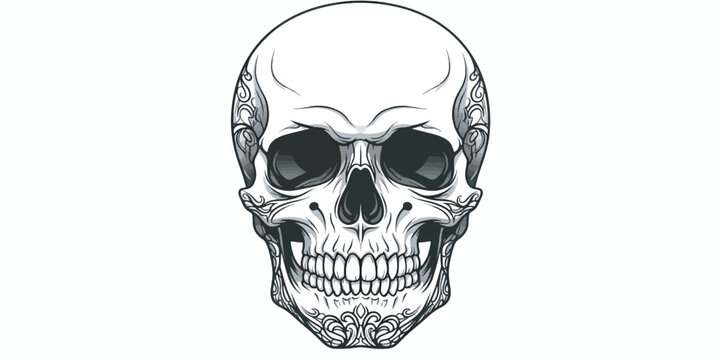 Human Skull Illustration with Teeth.