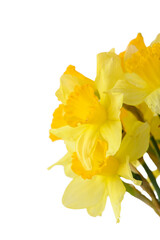 Fototapeta premium Yellow Daffodil Bouquet Isolated on White Background