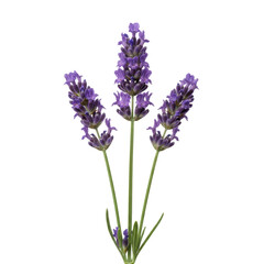 Fototapeta premium Three sprigs of lavender with vibrant royal purple florets and silver green stems on a transparent background, capturing a serene botanical aesthetic