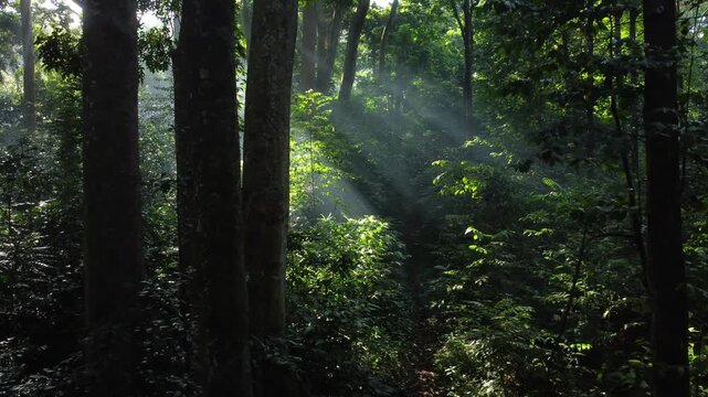 A misty tropical rainforest in the morning. The camera moves through trees, bushes, and paths among the jungle plants.