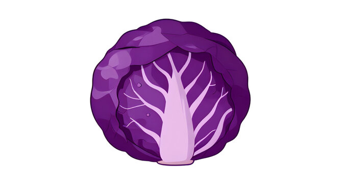 cabbage illustration, purple cabbage vegetable, fresh leafy cabbage, organic farm produce, healthy green vegetable, brassica vegetable design, natural food ingredient, vegan kitchen produce, nutritiou
