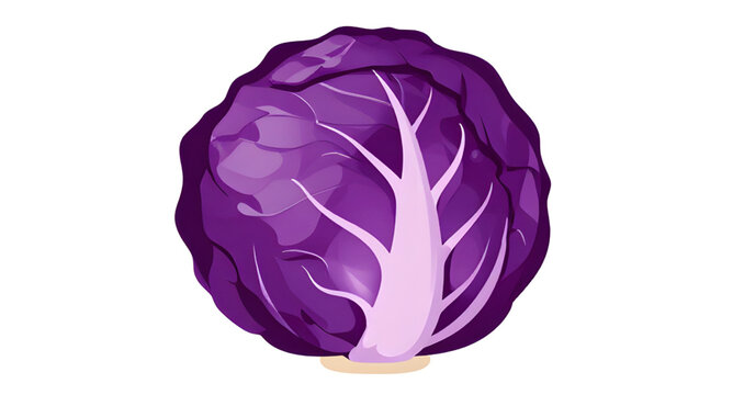 purple cabbage vegetable, fresh leafy cabbage, organic farm produce, healthy green vegetable, brassica vegetable design, natural food ingredient, vegan kitchen produce, nutritious leafy crop, fresh ma