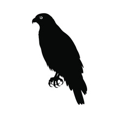 Fototapeta premium Silhouette of a detailed bird of prey perched in profile on a white background