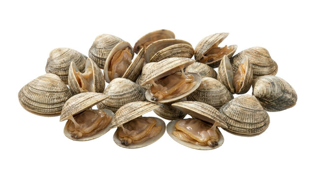 Fresh Clams Pile for Seafood Dishes and Ingredients