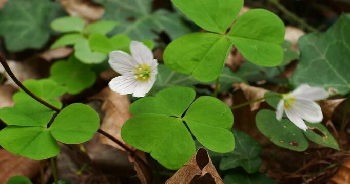 Two Oxalis Flowers in Forest Swaying in Wind with Gentle Zoom In - Two delicate oxalis flowers growing on a forest floor, gently swaying in the wind while the camera slowly zooms in during springtime.