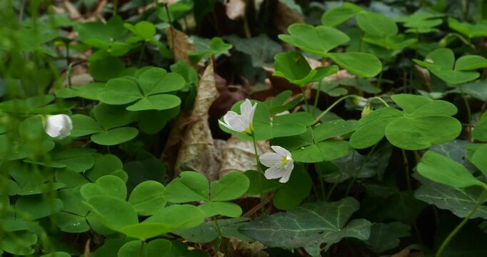 Two Oxalis Flowers in Forest Swaying in Wind with Gentle Zoom In - Two delicate oxalis flowers growing on a forest floor, gently swaying in the wind while the camera slowly zooms in during springtime.