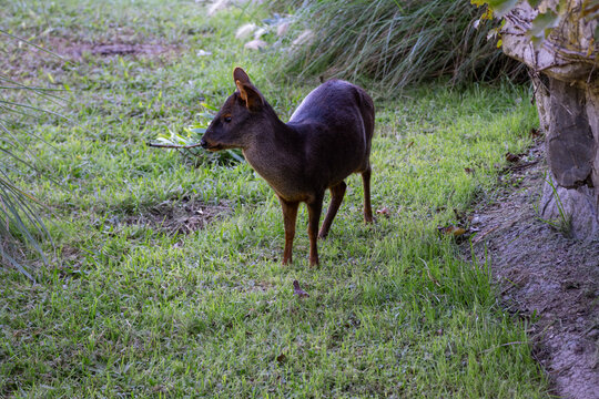 Pud&uacute;, a small deer, in an ecological park in Buenos Aires