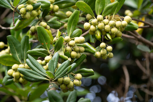 Japanese cheesewood (Pittosporum tobira) in the fall.