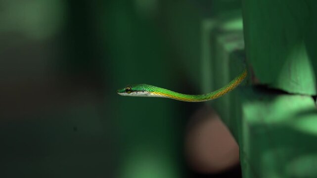 View of Snake at Amazon at Ilha do Combu, Par&aacute;, Brazil