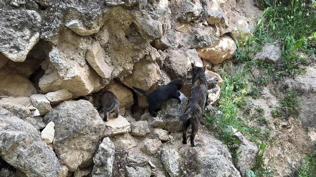 a mother cat and her kittens are wandering on rocks in nature