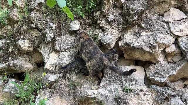 a mother cat and her kittens are wandering on rocks in nature