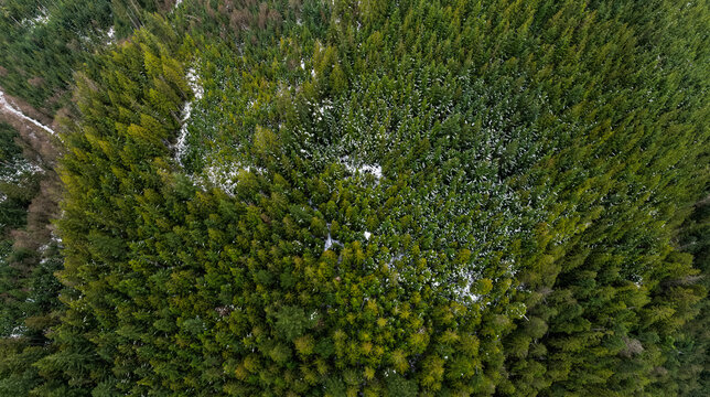 Aerial View of Dense Evergreen Forest With Snow Patches in British Columbia, Canada