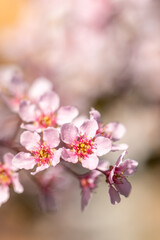 Fototapeta premium Delicate pink Prunus cerasifera blossoms on minimal background. Ornamental plum flowers with buds in spring. Soft pastel blooming branch with shallow depth of field