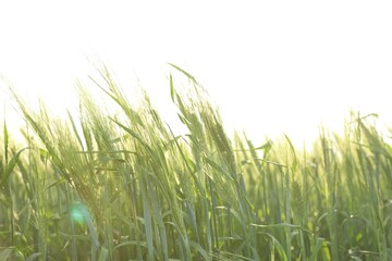 Fototapeta premium Many wheat spikes growing in field outdoors on sunny day, closeup