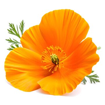 California Poppy. (Eschscholzia californica) medicinal flowers 