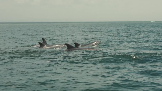 Pod of wild dolphins swimming in the open ocean