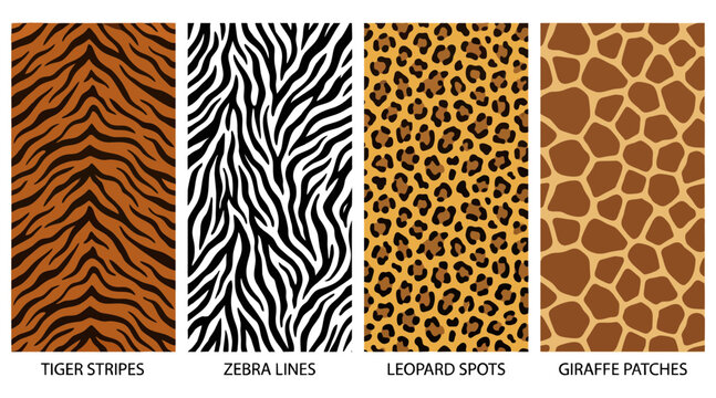 A collection of four distinct animal print vector graphic illustrations featuring tiger stripes, zebra lines, leopard spots, and giraffe patches