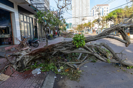 A large tree has fallen across a street in Quy Nhon, Binh Dinh, Vietnam., blocking traffic and causing damage to the sidewalk. The fallen tree is a result of recent storms.