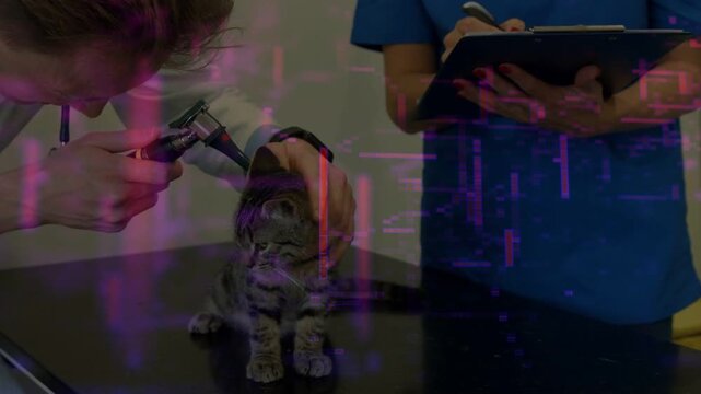 Vet coming holding kitten head using otoscope examining ear health tech noting under purple overlay